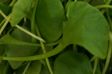 Picture of Winter Purslane (Claytonia) 50g bag